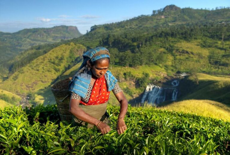 cha-do-sri-lanka